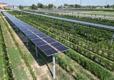 Caviro punta sull'agrivoltaico in vigneto - L'Informatore Agrario