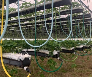 La Startup Contro la Siccit Premiata dall Arti Beadroots Aiuta Gli Agricoltori a <b>Risparmiare</b> ...