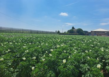 Patate, annata "in trincea" contro il climate change - Terra e Vita - Edagricole