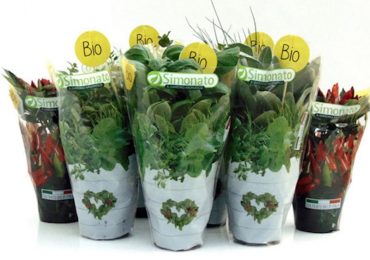 Grande potenziale di crescita nel settore delle aromatiche biologiche - FreshPlaza