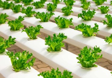 FoodSeed 2024, ecco le startup che portano l'innovazione nella filiera agroalimentare