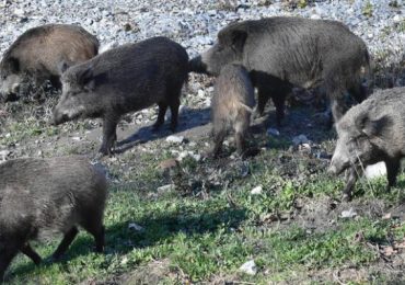 Coldiretti Puglia: “Scorribande cinghiali a caccia di <b>acqua</b> e cibo, accelerare piano ...