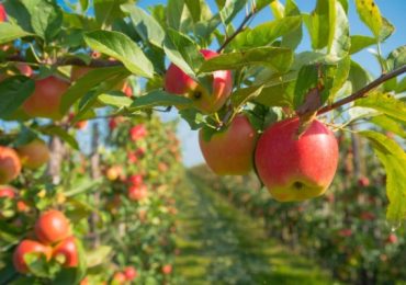Interpoma 2024 si presenta, i trend della mela ai raggi X - Economia e politica - AgroNotizie