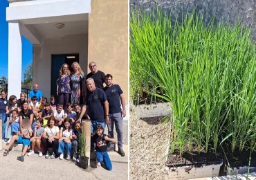 Micro piantagione di riso donata al plesso Longarini dell'Istituto comprensivo Santa Lucia.