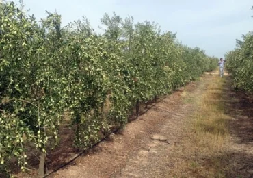 Superintensivi, <b>risparmio idrico</b> del 50% con l'irrigazione controllata - l'OlivoNews