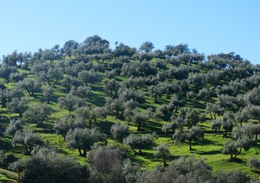 Le pratiche colturali dell'olivo più sostenibili e col minor impatto economico secondo gli esperti