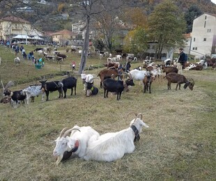 Pomaretto si Prepara alla Carica dei Mille di Sabato - Virgilio