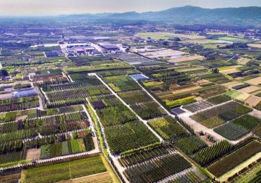 Ai vivaisti la gestione degli spazi verdi in centro - Il Tirreno