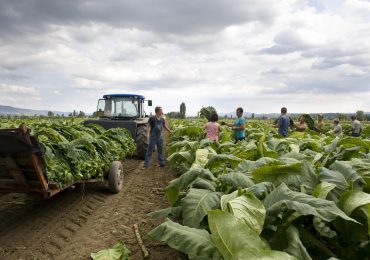 Manifatture Sigaro Toscano e Diagram uniscono forze per innovare e rendere sostenibile ...