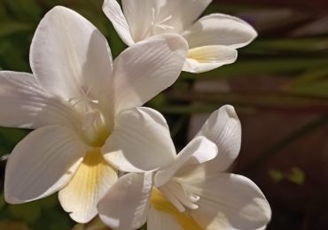 Al lavoro per una certificazione di fiore green al 100% - Avvenire di Calabria