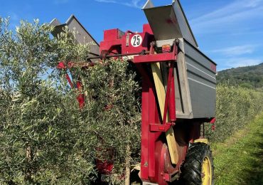 Ecco l'olivicoltura intensiva, chance per far crescere (anche) l'olio Igp Toscano - T24