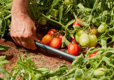 La ricetta Irritec per un'irrigazione sempre più sostenibile - Fortune Italia