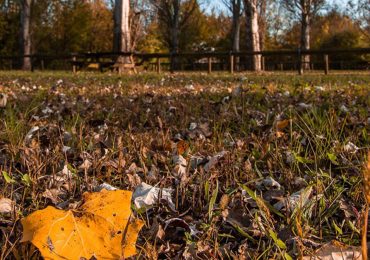 Un'escursione tra i colori d'autunno con AlberiAmo - VENEZIAORIENTALE.news