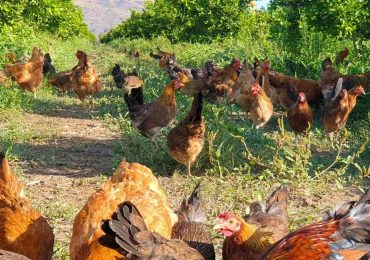 Gruppo Barbera e la sostenibilità: quando le galline e gli asini concimano i frutteti