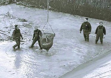 Berra, trovato un raro esemplare di storione in Po - La Nuova Ferrara