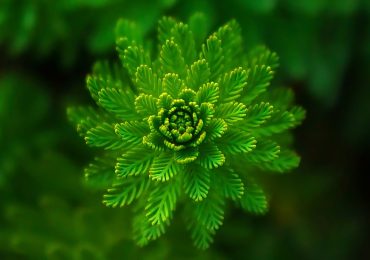 Consumi, Coldiretti, arriva il fiore 100% green - Agricolae