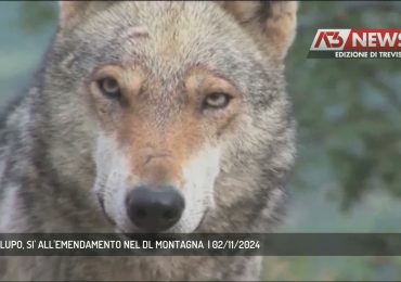 <b>GESTIONE</b> LUPO, SI' ALL'EMENDAMENTO NEL DL MONTAGNA | 02/11/2024 - YouTube