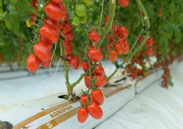 Op Platinum, pomodori e ortaggi nickel free “con un plus di servizio” - Fruitbook Magazine
