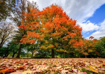 Scoppia un incendio al Prospect Park di New York - Teleblu