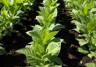 Tabacco Kentucky, progetto Mst-Diagram per la produzione sostenibile - T24