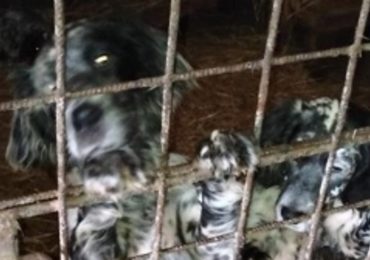 Canile degli orrori nel Veronese: 40 cani detenuti in condizioni terribili, senza neppure l'<b>acqua</b>