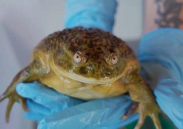 In Cile la rana gigante millenaria che rischia di scomparire - la Repubblica