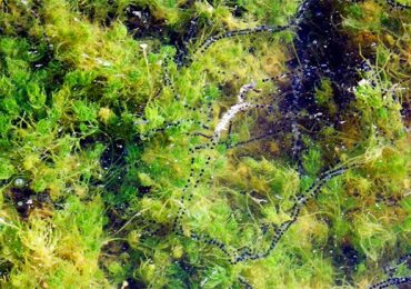 Un'alga rara nascosta nelle <b>acque</b> siciliane: la nuova scoperta che "ripulisce" il mare