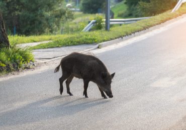 Anche in campagna scorribande non stop dei branchi in cerca di cibo e <b>acqua</b>