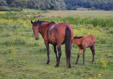 Il cavallo cavallo Pentro rischia l'estinzione per la cattiva <b>gestione</b> degli allevatori e Coldiretti ...