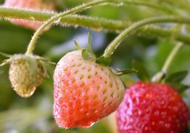 Irrigazione intermittente: <b>risparmio idrico</b> del 67% sulla coltivazione delle fragole