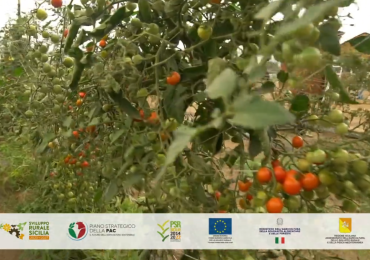 C'è tempo fino al 31 gennaio 2025 per partecipare alla Sottomisura 5.1 - Guarda lo spot