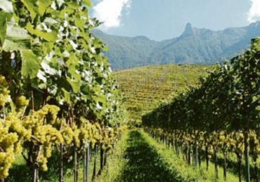 Con i nuovi «vigneti 4.0» addio al dramma della siccità - La Gazzetta del Mezzogiorno