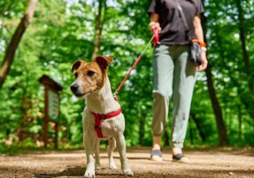 5 consigli per accudire in modo sostenibile i tuoi animali domestici - Ecoblog
