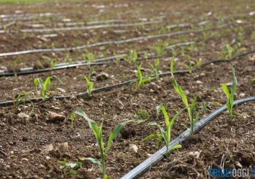 In Friuli più contributi per l'irrigazione a bassi volumi, obiettivo <b>risparmio idrico</b>