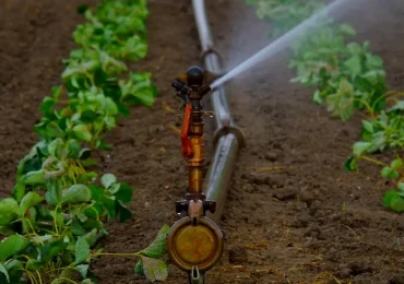 <b>Risparmio</b> di <b>acqua</b> per irrigare fino al 40%, maggior produzione e aumento di ricavi per 2 milioni