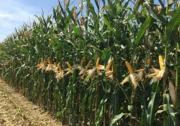 Mais, Crea: L'impatto di ricerca e innovazione per l'adattamento ai nuovi scenari climatici