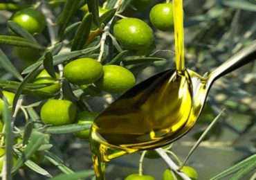 Campagna olearia 2024-2025: nel Vibonese poco ma buono. Cresce però la produzione al ...