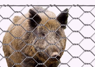 Rete anti-cinghiali, Ravetti (PD): “Di chi è la barriera? A chi spetta la manutenzione?”