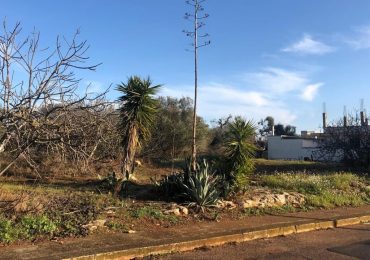 Orti urbani e incontri culturali: rinascita verde in via Ciro Menotti - BrindisiReport