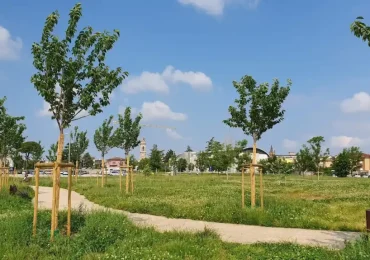 Piantumazione di alberi a Bussolengo: un passo verso una città più verde e sostenibile