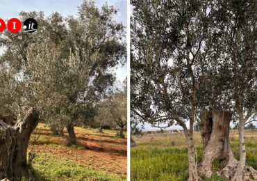 Xylella, la Regione Puglia: "Parziale ripresa degli ulivi, ma il futuro è l'olivicoltura intensiva"