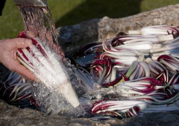 RADICCHIO DI TREVISO IGP, CON IL PROGETTO IDRA SERVIRÀ MENO ACQUA PER IRRIGARE