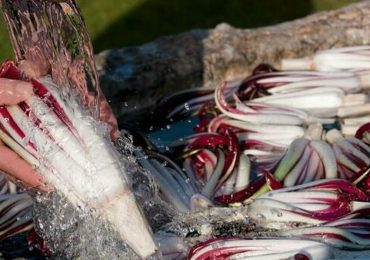 Radicchio rosso, come utilizzare meglio l'<b>acqua</b>: nasce Idra - Il Gazzettino