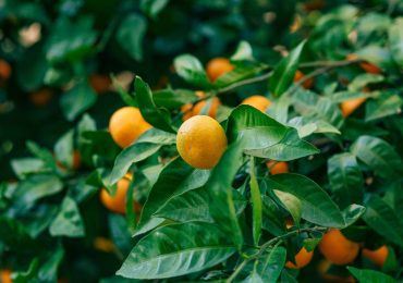 Frutta e verdura in crisi in Italia, persi 300 mila ettari di alberi in 15 anni - QuiFinanza