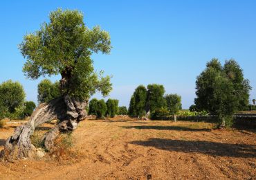 Recupero dei terreni abbandonati: il progetto “Can.a.l.i.” di Karadrà - Lecce Tomorrow