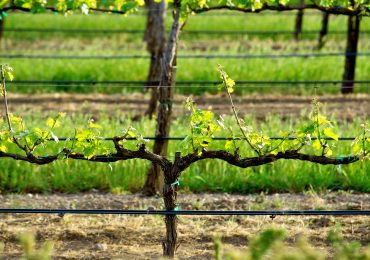 L'irrigazione di precisione non è più rimandabile - Terra e Vita