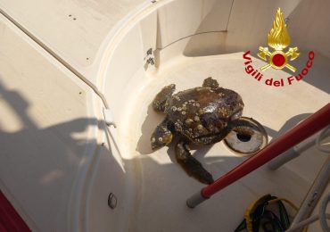 Tartaruga in difficoltà nelle <b>acque</b> del Lungomare recuperata dai vigili del fuoco - La Sicilia