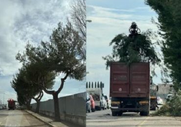 Il “Patto Verde” è un impegno collettivo per il futuro del verde urbano, serve programmazione