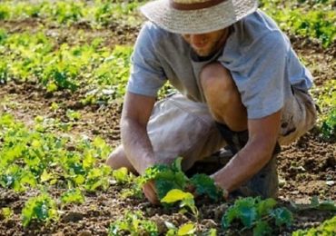 Agricoltura, “Fondi Pac solo ai veri agricoltori” - Taranto Buonasera