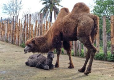 Bioparco: è nato Frosy, un cammello della Battriana - Umbria e Cultura